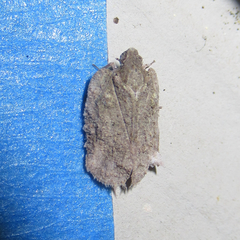 Flataloides scabrosus