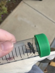 Megacyllene robiniae