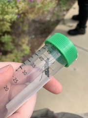 Megacyllene robiniae