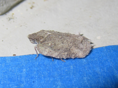 Flataloides scabrosus