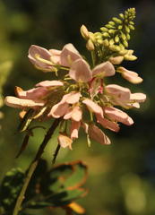 Indigofera jucunda