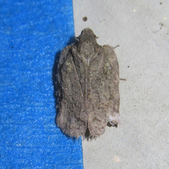 Flataloides scabrosus