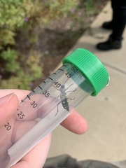 Megacyllene robiniae