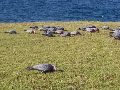 Galah, photo 6 of 7