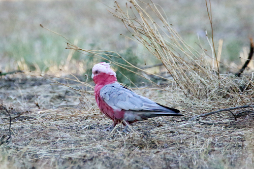 Galah, photo 7 of 7