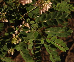 Indigofera jucunda