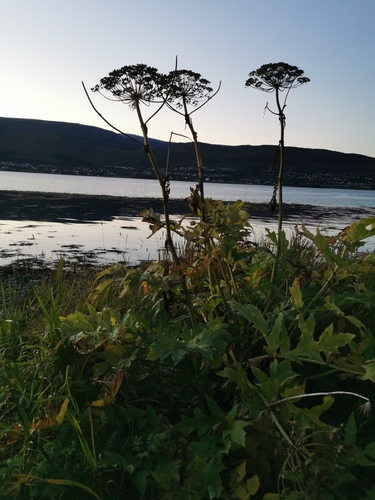 Image of Heracleum persicum by (c) Thor-Rune Hansen, some rights reserved (CC BY-SA)