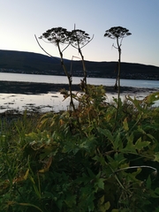 (c) Thor-Rune Hansen, some rights reserved (CC BY-SA) Heracleum persicum, photograph (c) Thor-Rune Hansen, some rights reserved (CC BY-SA)