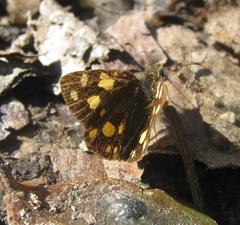 Metisella metis paris