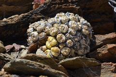 Conophytum ficiforme