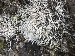 Thamnolia vermicularis