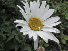 Osmitopsis dentata