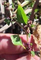 Oxybasis chenopodioides