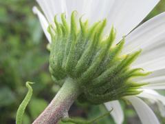 Osmitopsis dentata