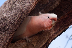 Major Mitchell's Cockatoo photo 3