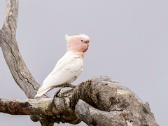 Major Mitchell's Cockatoo photo 4