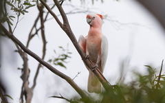 Major Mitchell's Cockatoo photo 5