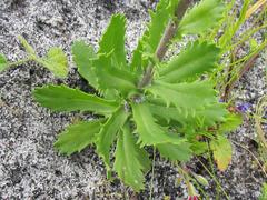Osmitopsis dentata