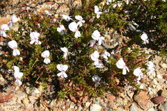Pelargonium ternatum