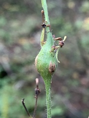 Neolasioptera desmodii