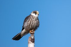Red-Footed Falcon photo 5