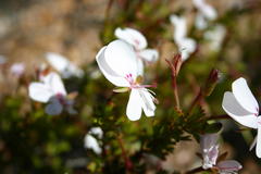 Pelargonium ternatum