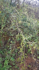 Ehretia rigida silvatica