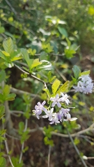 Ehretia rigida silvatica