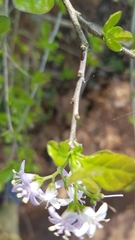 Ehretia rigida silvatica