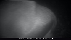 Cephalophus silvicultor