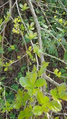 Ehretia rigida silvatica