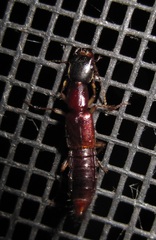 Homaeotarsus