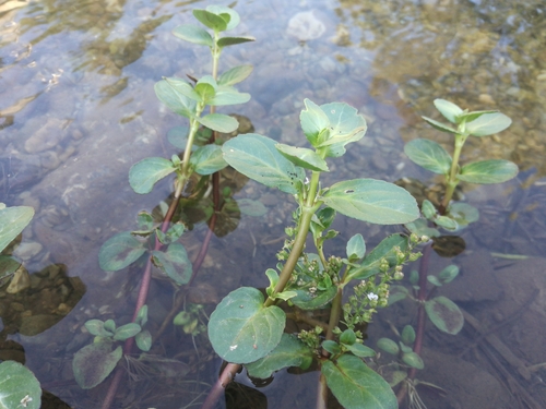 Potočna čestoslavica (Veronica beccabunga)