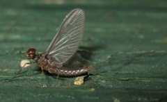 Callibaetis fluctuans