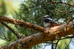 Dendrocopos major brevirostris