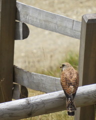 Falco tinnunculus tinnunculus