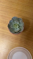 Echeveria lilacina
