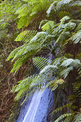Cyathea costaricensis