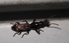 Arrhenodes minutus