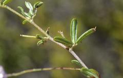Indigofera mischocarpa
