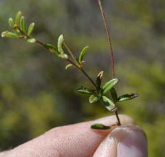 Indigofera mischocarpa