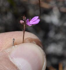 Indigofera mischocarpa