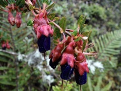 Brachyotum strigosum