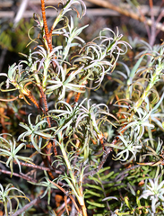 Dracophyllum recurvum