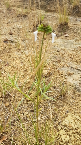 Image of Leucas lavandulifolia by (c) Suvarna Parbhoo Mohan, some rights reserved (CC BY-SA)