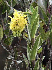 Epidendrum zipaquiranum