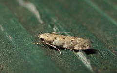 Coleotechnites coniferella
