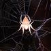 Triangle Orb-web Spiders - Photo (c) qgrobler, some rights reserved (CC BY-NC), uploaded by qgrobler