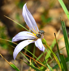 Oxythyrea testaceoguttata