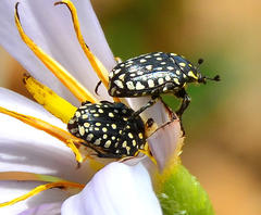 Oxythyrea testaceoguttata